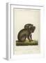 Koala Bear Carrying Its Young-Lecerf-Framed Art Print