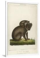 Koala Bear Carrying Its Young-Lecerf-Framed Art Print