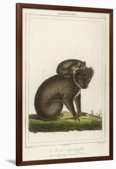 Koala Bear Carrying Its Young-Lecerf-Framed Art Print