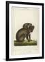 Koala Bear Carrying Its Young-Lecerf-Framed Art Print