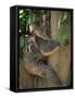 Koala Bear in a Gum Tree, Parndana Wildlife Park, Kangaroo Island, South Australia, Australia-Neale Clarke-Framed Stretched Canvas