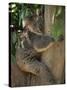 Koala Bear in a Gum Tree, Parndana Wildlife Park, Kangaroo Island, South Australia, Australia-Neale Clarke-Stretched Canvas