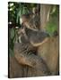 Koala Bear in a Gum Tree, Parndana Wildlife Park, Kangaroo Island, South Australia, Australia-Neale Clarke-Stretched Canvas