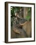 Koala Bear in a Gum Tree, Parndana Wildlife Park, Kangaroo Island, South Australia, Australia-Neale Clarke-Framed Photographic Print