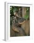 Koala Bear in a Gum Tree, Parndana Wildlife Park, Kangaroo Island, South Australia, Australia-Neale Clarke-Framed Photographic Print