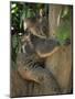 Koala Bear in a Gum Tree, Parndana Wildlife Park, Kangaroo Island, South Australia, Australia-Neale Clarke-Mounted Photographic Print