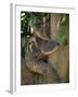 Koala Bear in a Gum Tree, Parndana Wildlife Park, Kangaroo Island, South Australia, Australia-Neale Clarke-Framed Photographic Print