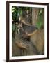 Koala Bear in a Gum Tree, Parndana Wildlife Park, Kangaroo Island, South Australia, Australia-Neale Clarke-Framed Photographic Print