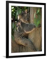 Koala Bear in a Gum Tree, Parndana Wildlife Park, Kangaroo Island, South Australia, Australia-Neale Clarke-Framed Photographic Print