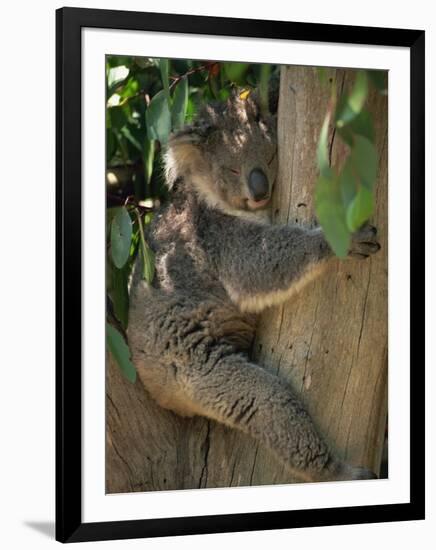 Koala Bear in a Gum Tree, Parndana Wildlife Park, Kangaroo Island, South Australia, Australia-Neale Clarke-Framed Photographic Print