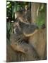 Koala Bear in a Gum Tree, Parndana Wildlife Park, Kangaroo Island, South Australia, Australia-Neale Clarke-Mounted Photographic Print