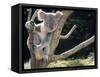 Koala Bear in a Tree in Captivity, Australia, Pacific-James Gritz-Framed Stretched Canvas