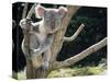 Koala Bear in a Tree in Captivity, Australia, Pacific-James Gritz-Stretched Canvas