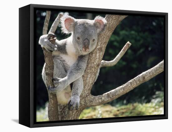 Koala Bear in a Tree in Captivity, Australia, Pacific-James Gritz-Framed Stretched Canvas