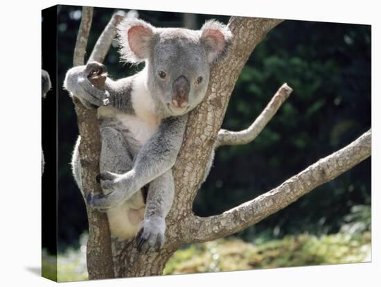 Koala Bear in a Tree in Captivity, Australia, Pacific-James Gritz-Stretched Canvas