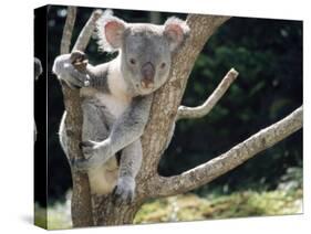 Koala Bear in a Tree in Captivity, Australia, Pacific-James Gritz-Stretched Canvas