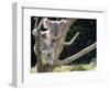 Koala Bear in a Tree in Captivity, Australia, Pacific-James Gritz-Framed Photographic Print