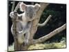 Koala Bear in a Tree in Captivity, Australia, Pacific-James Gritz-Mounted Photographic Print