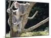 Koala Bear in a Tree in Captivity, Australia, Pacific-James Gritz-Mounted Photographic Print