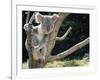 Koala Bear in a Tree in Captivity, Australia, Pacific-James Gritz-Framed Photographic Print