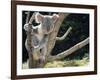 Koala Bear in a Tree in Captivity, Australia, Pacific-James Gritz-Framed Photographic Print