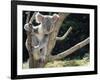 Koala Bear in a Tree in Captivity, Australia, Pacific-James Gritz-Framed Photographic Print