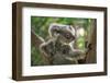 Koala Bear in Zoo.-jeep2499-Framed Photographic Print