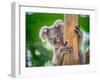 Koala Bear in Zoo.-jeep2499-Framed Photographic Print