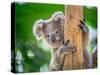 Koala Bear in Zoo.-jeep2499-Stretched Canvas