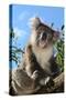 Koala Bear, Melbourne, Victoria, Australia, Pacific-Bhaskar Krishnamurthy-Stretched Canvas