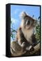 Koala Bear, Melbourne, Victoria, Australia, Pacific-Bhaskar Krishnamurthy-Framed Stretched Canvas