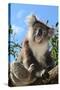 Koala Bear, Melbourne, Victoria, Australia, Pacific-Bhaskar Krishnamurthy-Stretched Canvas