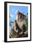 Koala Bear, Melbourne, Victoria, Australia, Pacific-Bhaskar Krishnamurthy-Framed Photographic Print