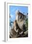 Koala Bear, Melbourne, Victoria, Australia, Pacific-Bhaskar Krishnamurthy-Framed Photographic Print