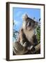 Koala Bear, Melbourne, Victoria, Australia, Pacific-Bhaskar Krishnamurthy-Framed Photographic Print