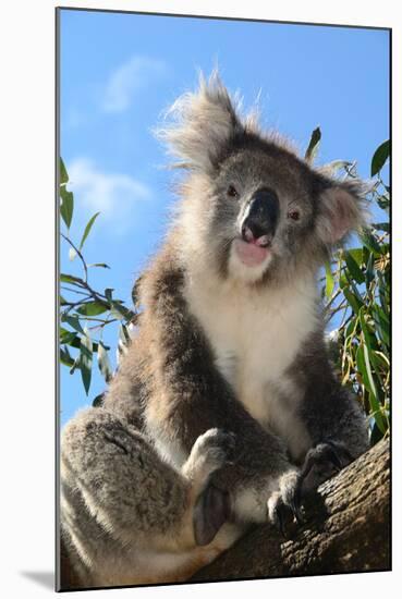 Koala Bear, Melbourne, Victoria, Australia, Pacific-Bhaskar Krishnamurthy-Mounted Photographic Print