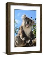 Koala Bear, Melbourne, Victoria, Australia, Pacific-Bhaskar Krishnamurthy-Framed Photographic Print