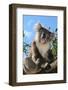 Koala Bear, Melbourne, Victoria, Australia, Pacific-Bhaskar Krishnamurthy-Framed Photographic Print