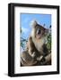 Koala Bear, Melbourne, Victoria, Australia, Pacific-Bhaskar Krishnamurthy-Framed Photographic Print