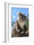 Koala Bear, Melbourne, Victoria, Australia, Pacific-Bhaskar Krishnamurthy-Framed Photographic Print