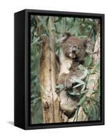 Koala Bear, Phascolarctos Cinereus, Among Eucalypt Leaves, South Australia, Australia-Ann & Steve Toon-Framed Stretched Canvas