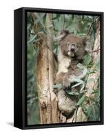 Koala Bear, Phascolarctos Cinereus, Among Eucalypt Leaves, South Australia, Australia-Ann & Steve Toon-Framed Stretched Canvas