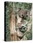 Koala Bear, Phascolarctos Cinereus, Among Eucalypt Leaves, South Australia, Australia-Ann & Steve Toon-Stretched Canvas