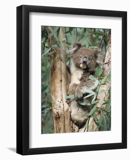 Koala Bear, Phascolarctos Cinereus, Among Eucalypt Leaves, South Australia, Australia-Ann & Steve Toon-Framed Premium Photographic Print