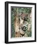 Koala Bear, Phascolarctos Cinereus, Among Eucalypt Leaves, South Australia, Australia-Ann & Steve Toon-Framed Premium Photographic Print