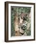 Koala Bear, Phascolarctos Cinereus, Among Eucalypt Leaves, South Australia, Australia-Ann & Steve Toon-Framed Photographic Print