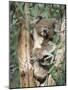 Koala Bear, Phascolarctos Cinereus, Among Eucalypt Leaves, South Australia, Australia-Ann & Steve Toon-Mounted Photographic Print