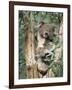 Koala Bear, Phascolarctos Cinereus, Among Eucalypt Leaves, South Australia, Australia-Ann & Steve Toon-Framed Photographic Print