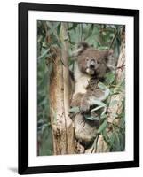 Koala Bear, Phascolarctos Cinereus, Among Eucalypt Leaves, South Australia, Australia-Ann & Steve Toon-Framed Photographic Print