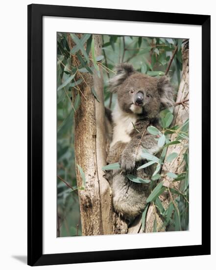 Koala Bear, Phascolarctos Cinereus, Among Eucalypt Leaves, South Australia, Australia-Ann & Steve Toon-Framed Photographic Print